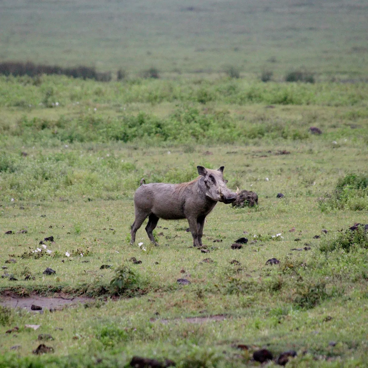Warthog spotted during a walking safari experience
