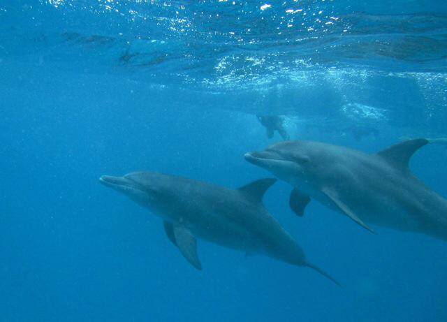 Dolphin Tour